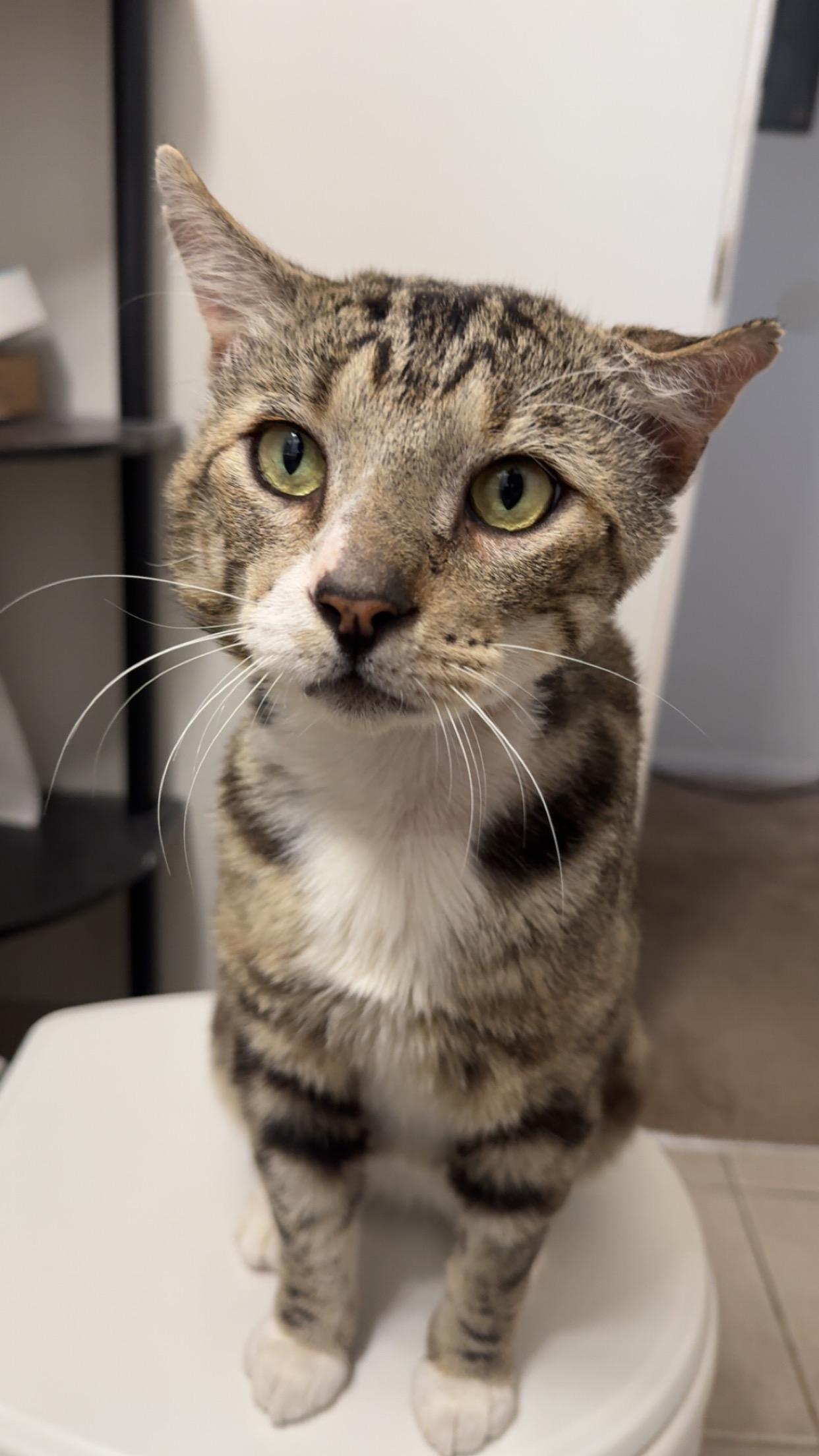 Enlarge Silver, a Adopted Tabby in Beaverton, OR image 5/5