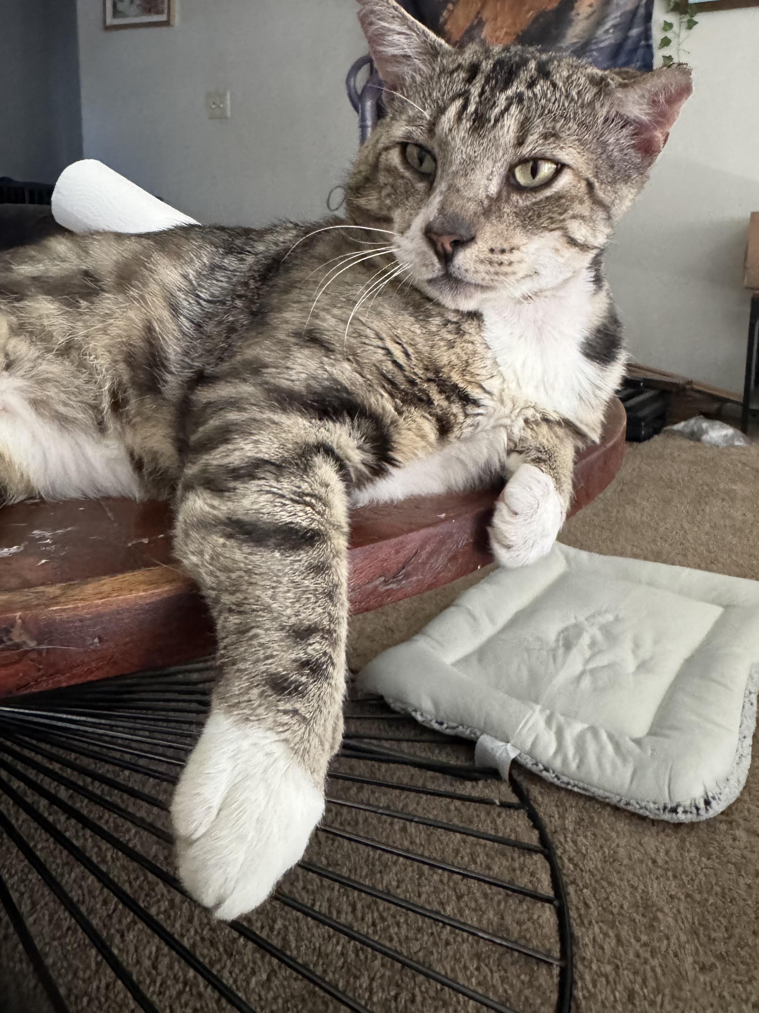 Enlarge Silver, a Adopted Tabby in Beaverton, OR image 4/5