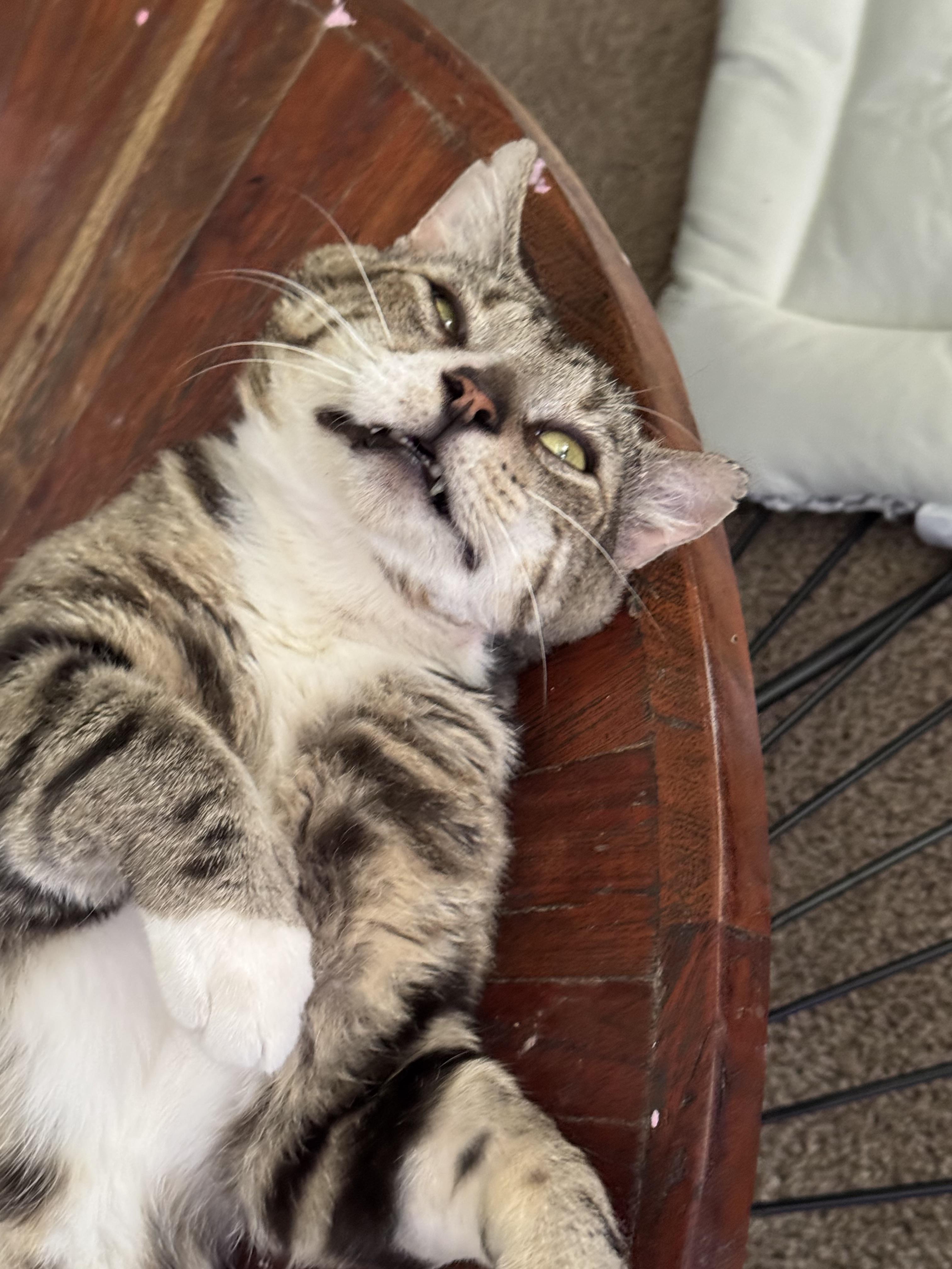 Enlarge Silver, a Adopted Tabby in Beaverton, OR image 3/5