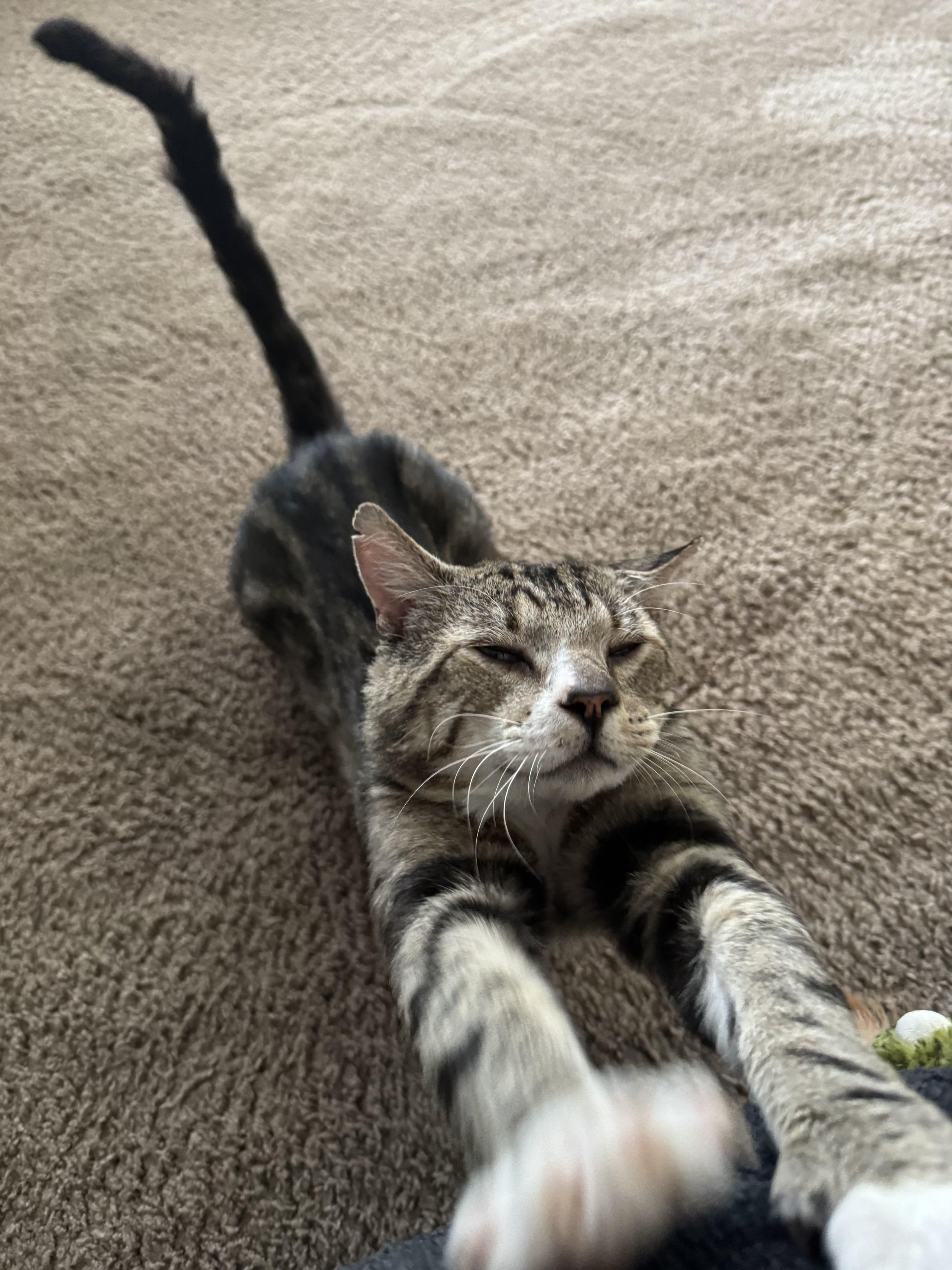 Enlarge Silver, a Adopted Tabby in Beaverton, OR image 2/5