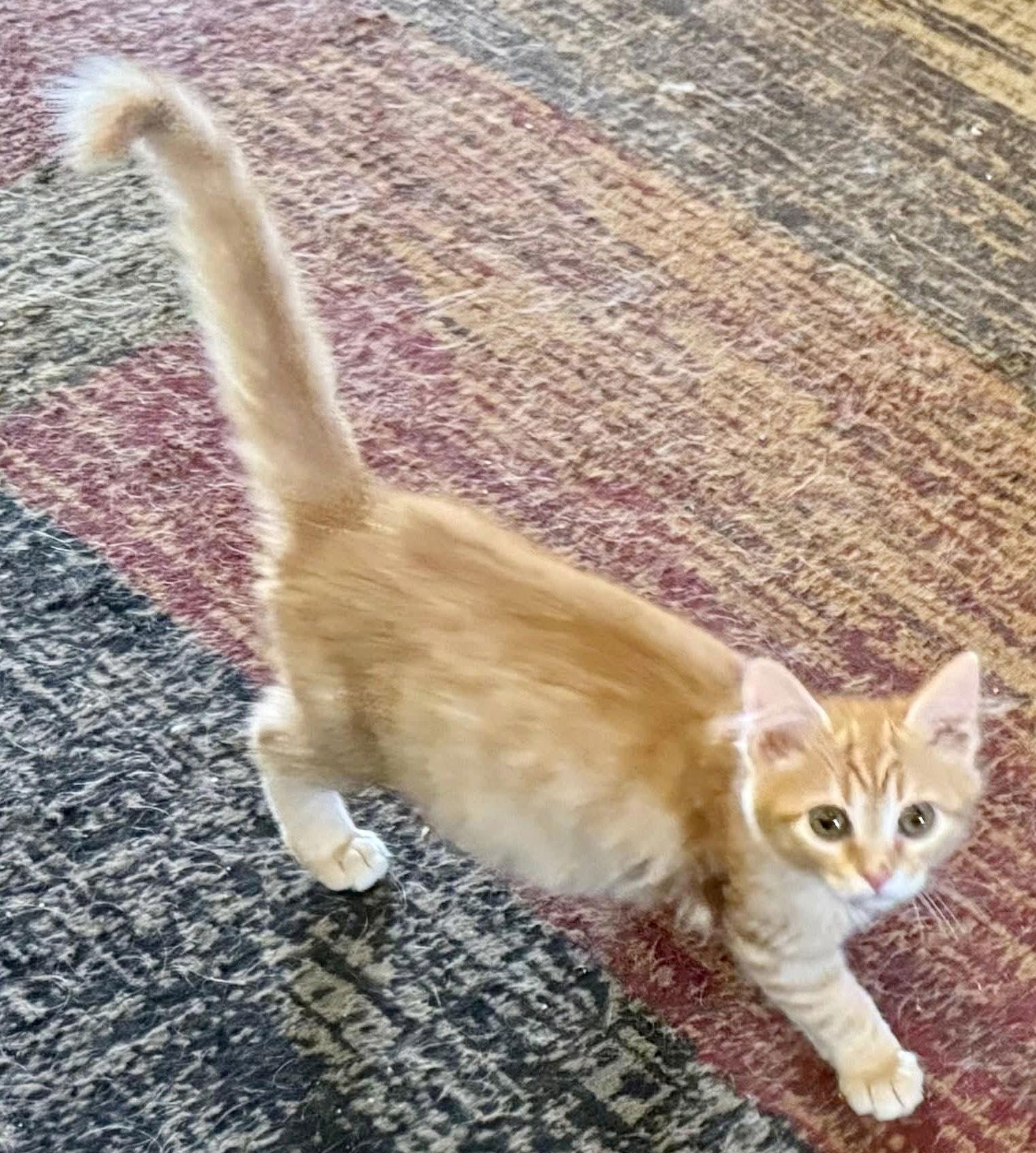 Enlarge Lily (bonded with Fiona), a Adoptable Domestic Long Hair in Antioch, CA image 2/3