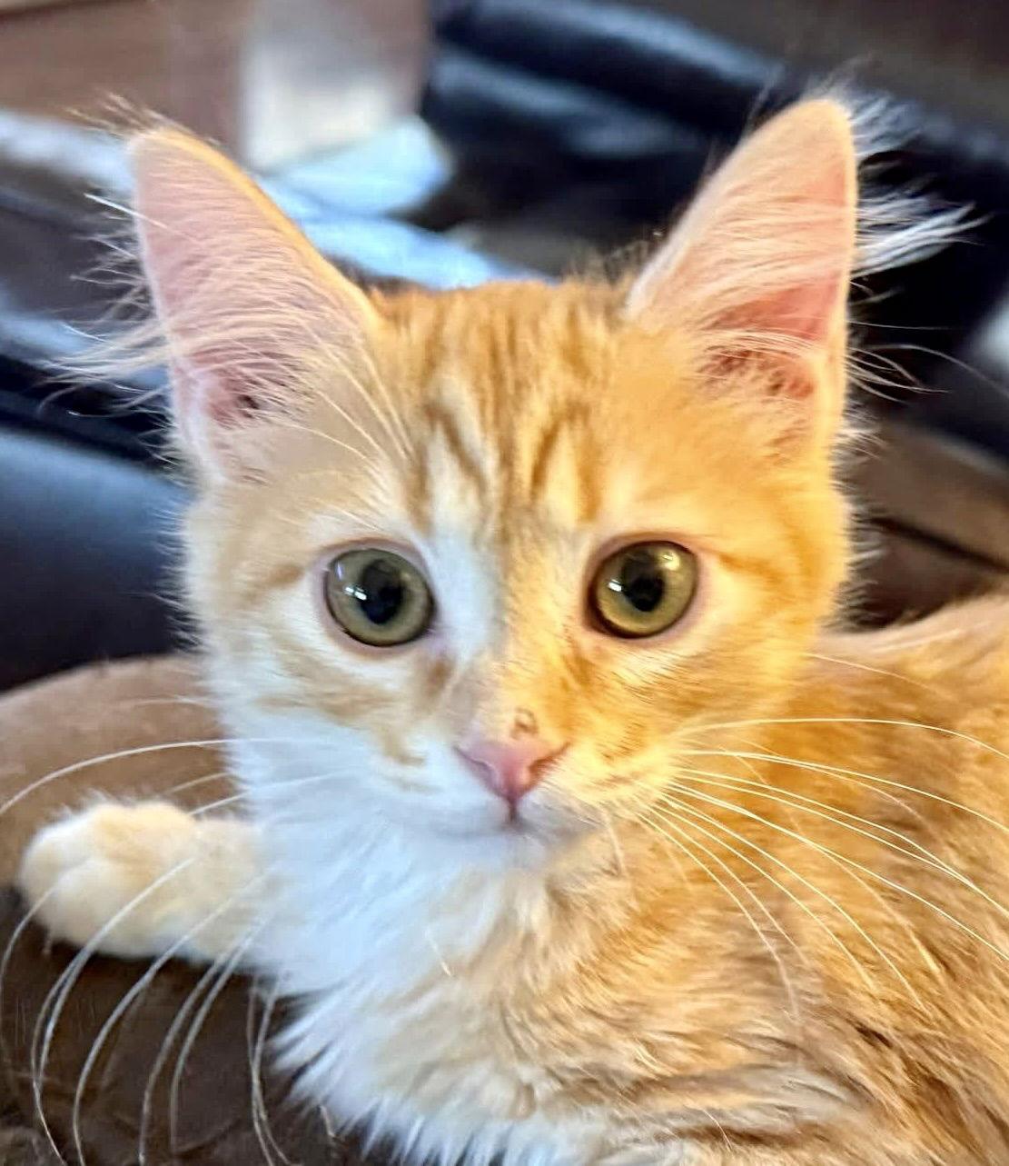 Enlarge Lily (bonded with Fiona), a Adoptable Domestic Long Hair in Antioch, CA image 3/3