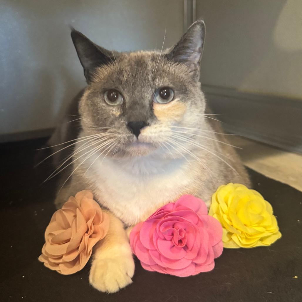 Ting, Adoptable, Senior Female Domestic Short Hair.