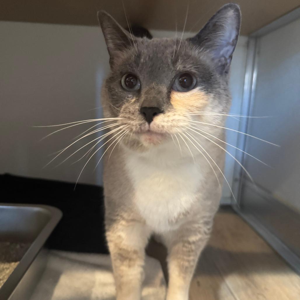 Enlarge Ting, a Adoptable Domestic Short Hair in Saint Charles, MO image 2/6