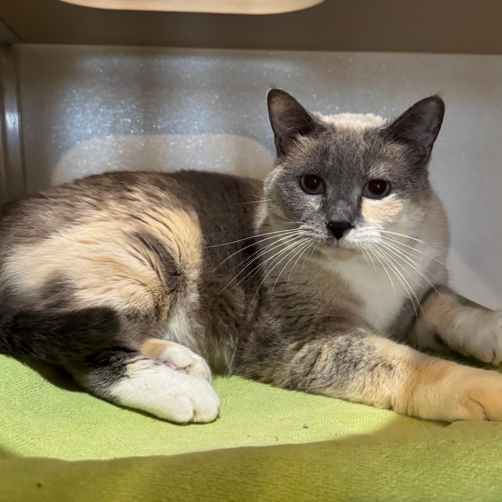 Enlarge Ting, a Adoptable Domestic Short Hair in Saint Charles, MO image 3/6