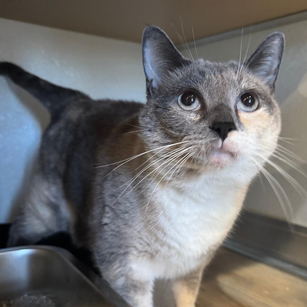 Enlarge Ting, a Adoptable Domestic Short Hair in Saint Charles, MO image 4/6