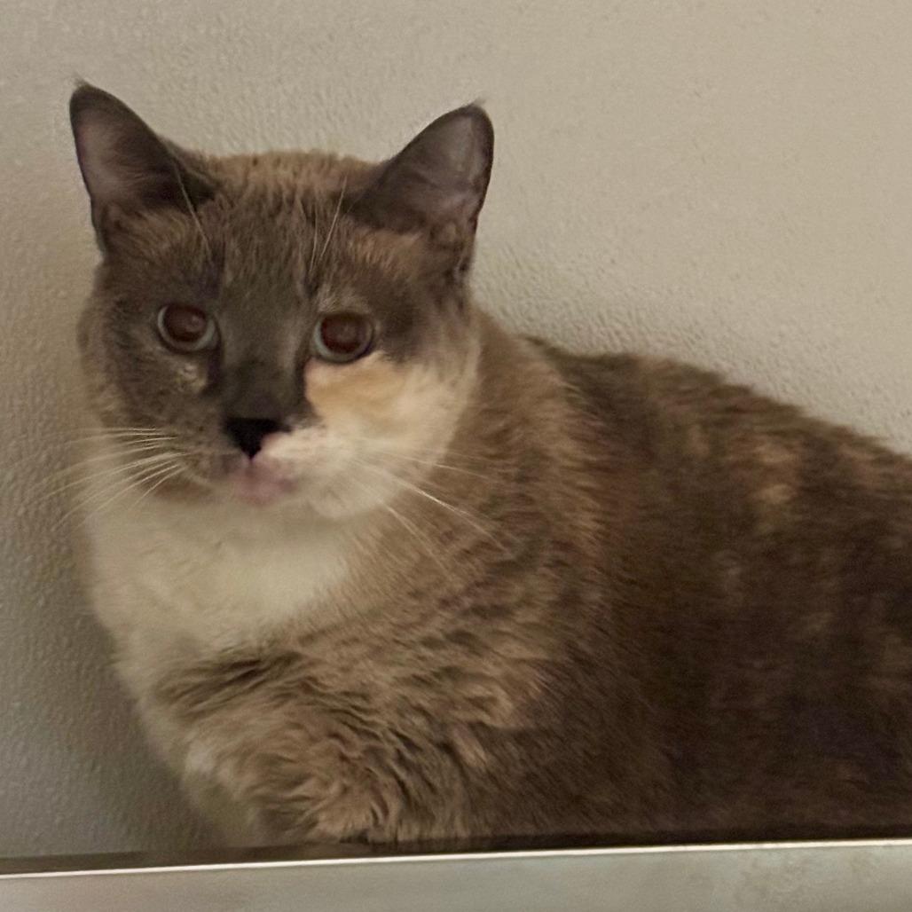 Enlarge Ting, a Adoptable Domestic Short Hair in Saint Charles, MO image 5/6