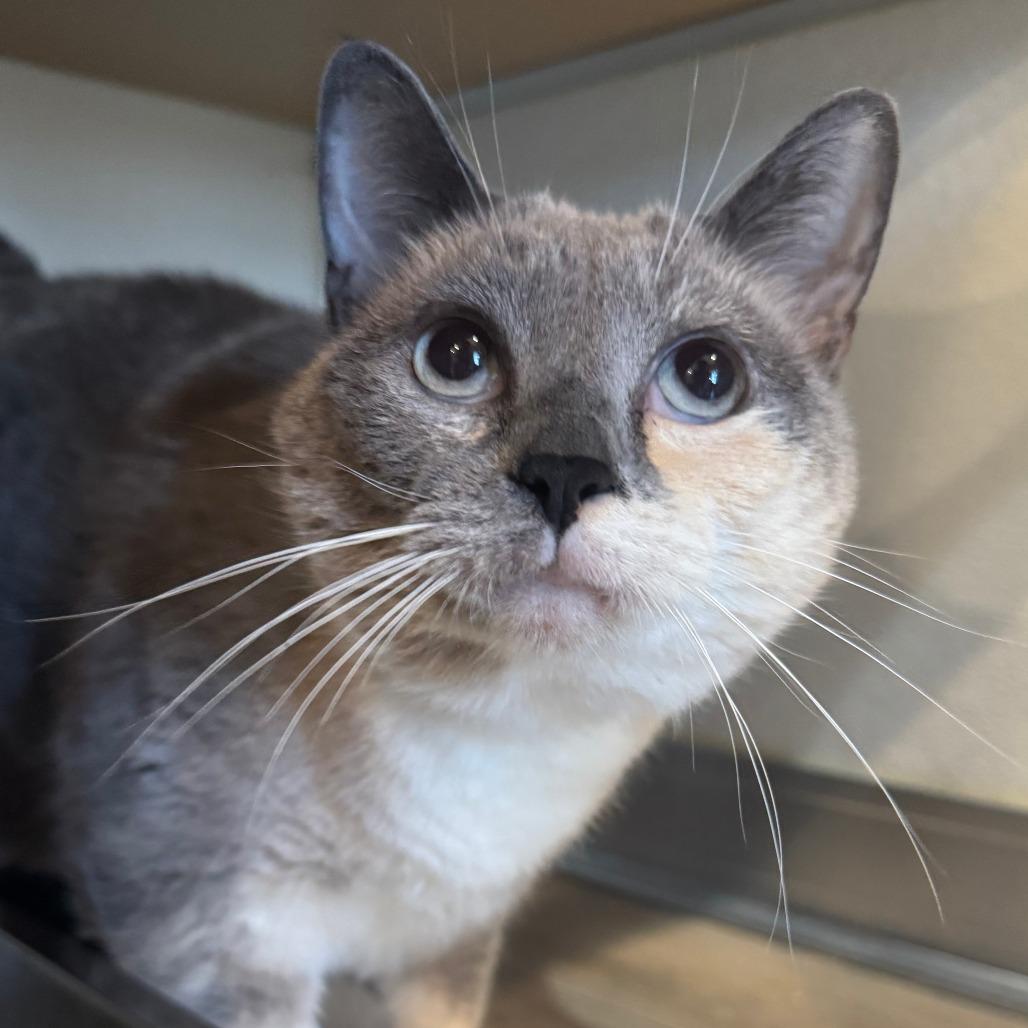 Enlarge Ting, a Adoptable Domestic Short Hair in Saint Charles, MO image 6/6