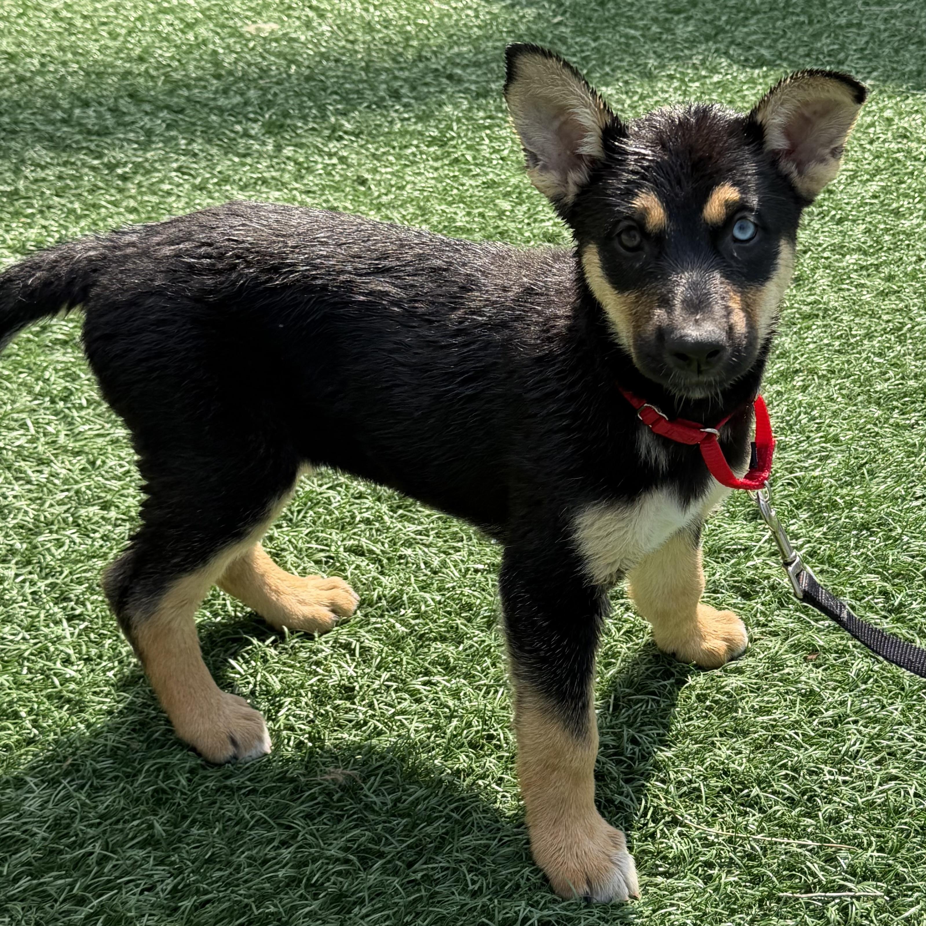 Hope, an adopted mixed breed in Libertyville, IL image 2/2