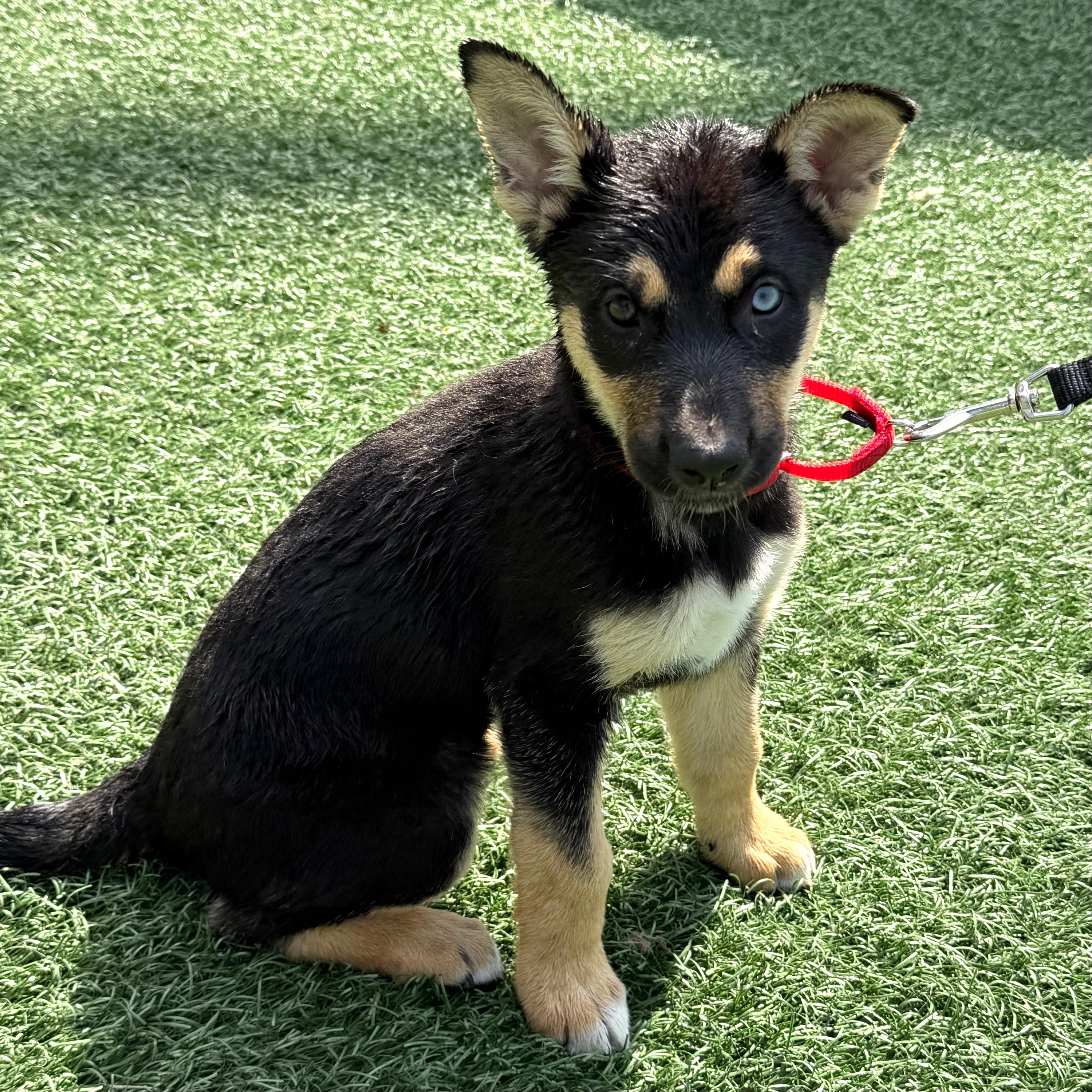 Hope, an adopted mixed breed in Libertyville, IL image 1/2