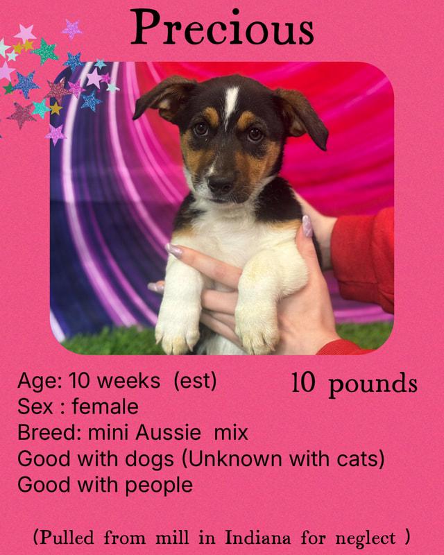 Precious, an adoptable Australian Shepherd Mix in Manchester, CT_image-1
