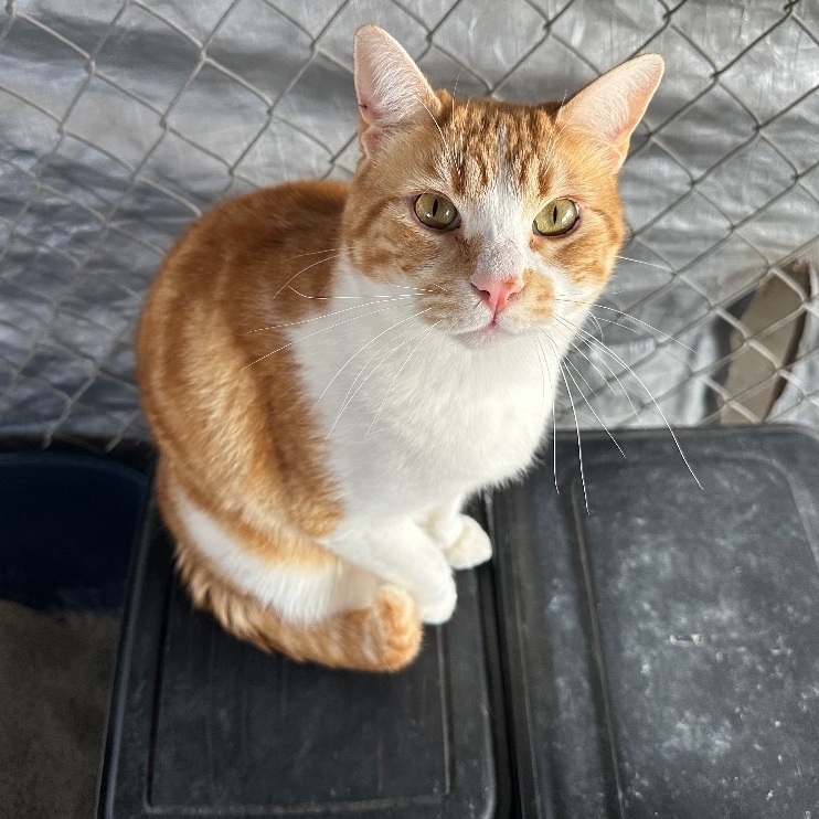 Mason, a Adoptable Tabby image 1/10