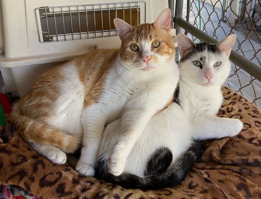 Mason, a Adoptable Tabby image 3/10