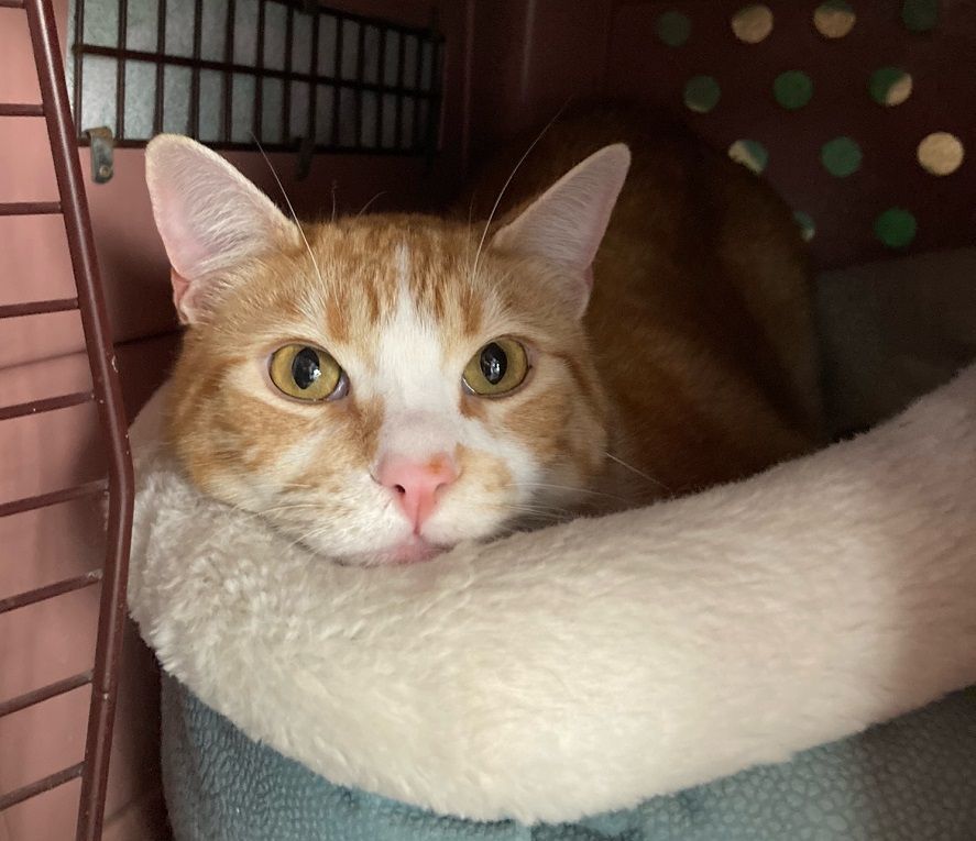 Mason, a Adoptable Tabby image 4/10