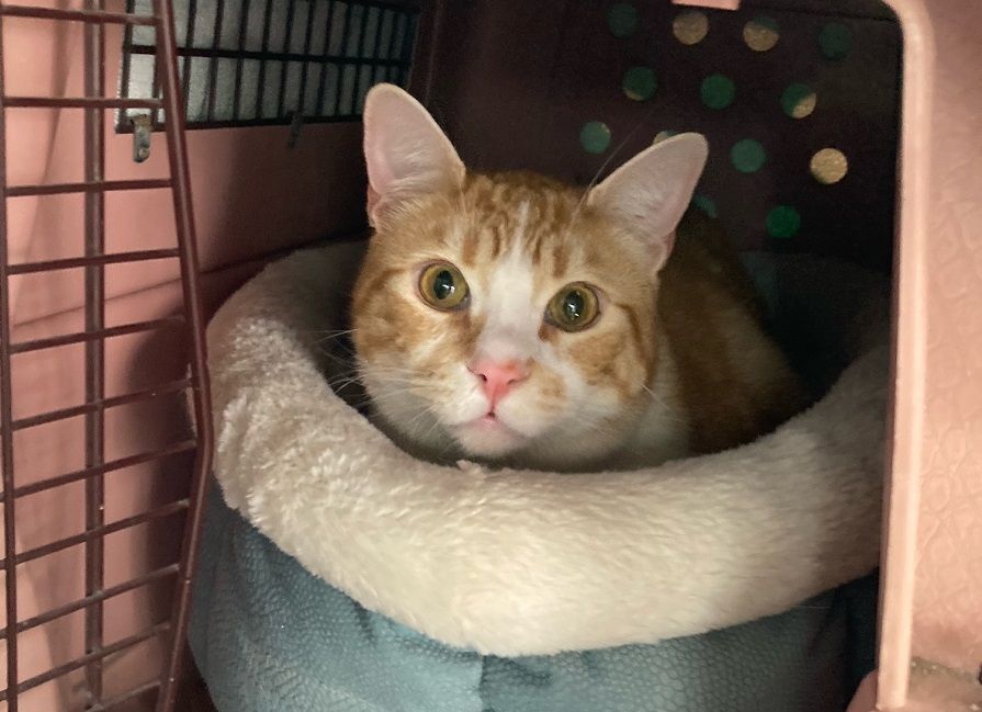 Mason, a Adoptable Tabby image 5/10