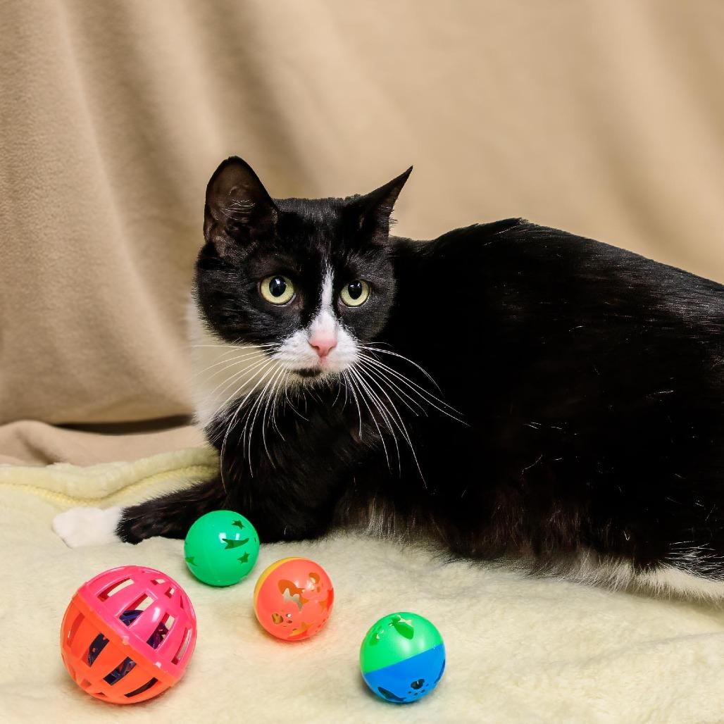 Enlarge Blossom, a Adoptable mixed breed in Versailles, KY image 2/3