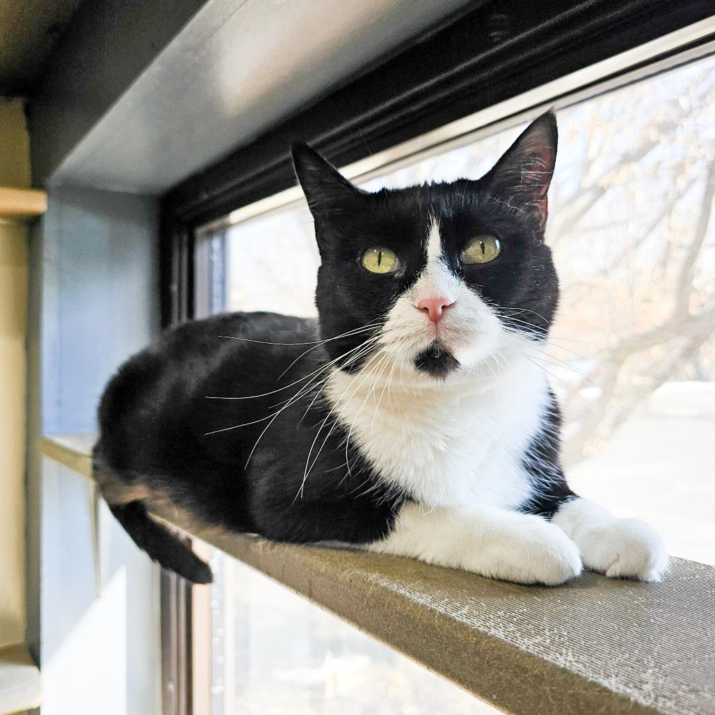 Enlarge Blossom, a Adoptable mixed breed in Versailles, KY image 3/3