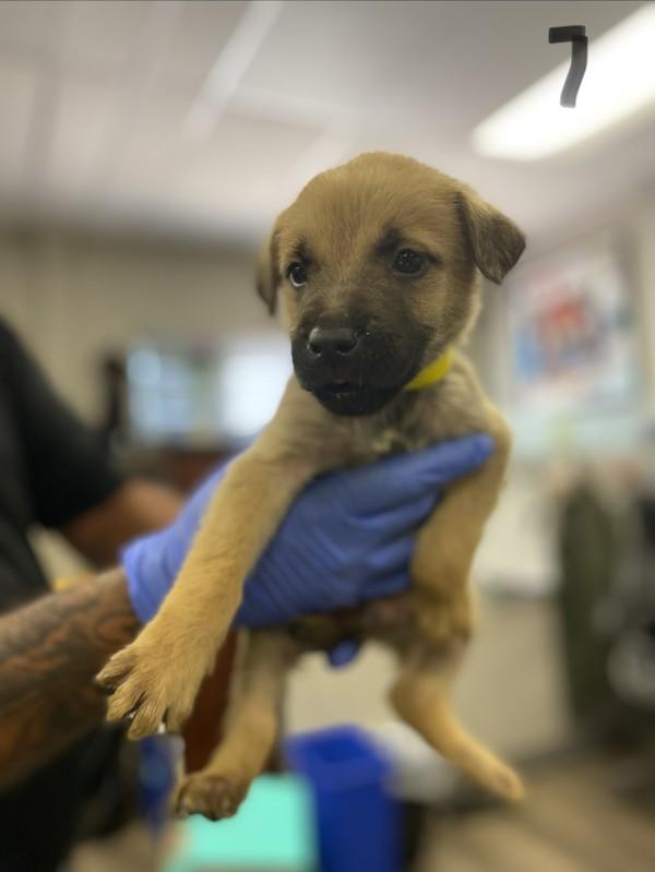 Enlarge Hector, a Adoptable mixed breed in Victorville, CA image 1/1