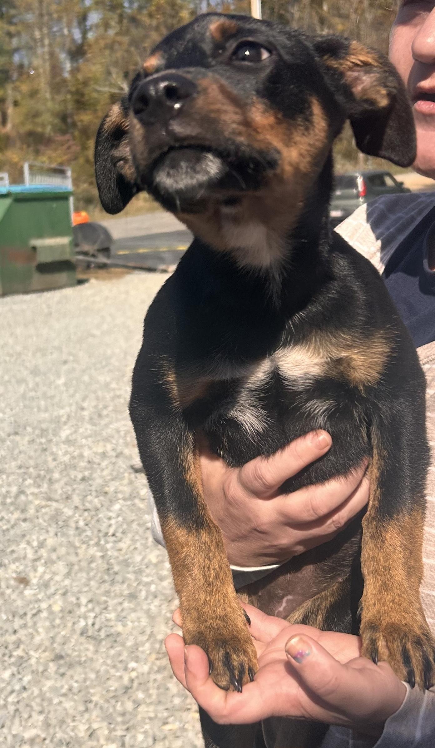 Clover, a Adoptable Mixed Breed in Marshall, NC image 2/2