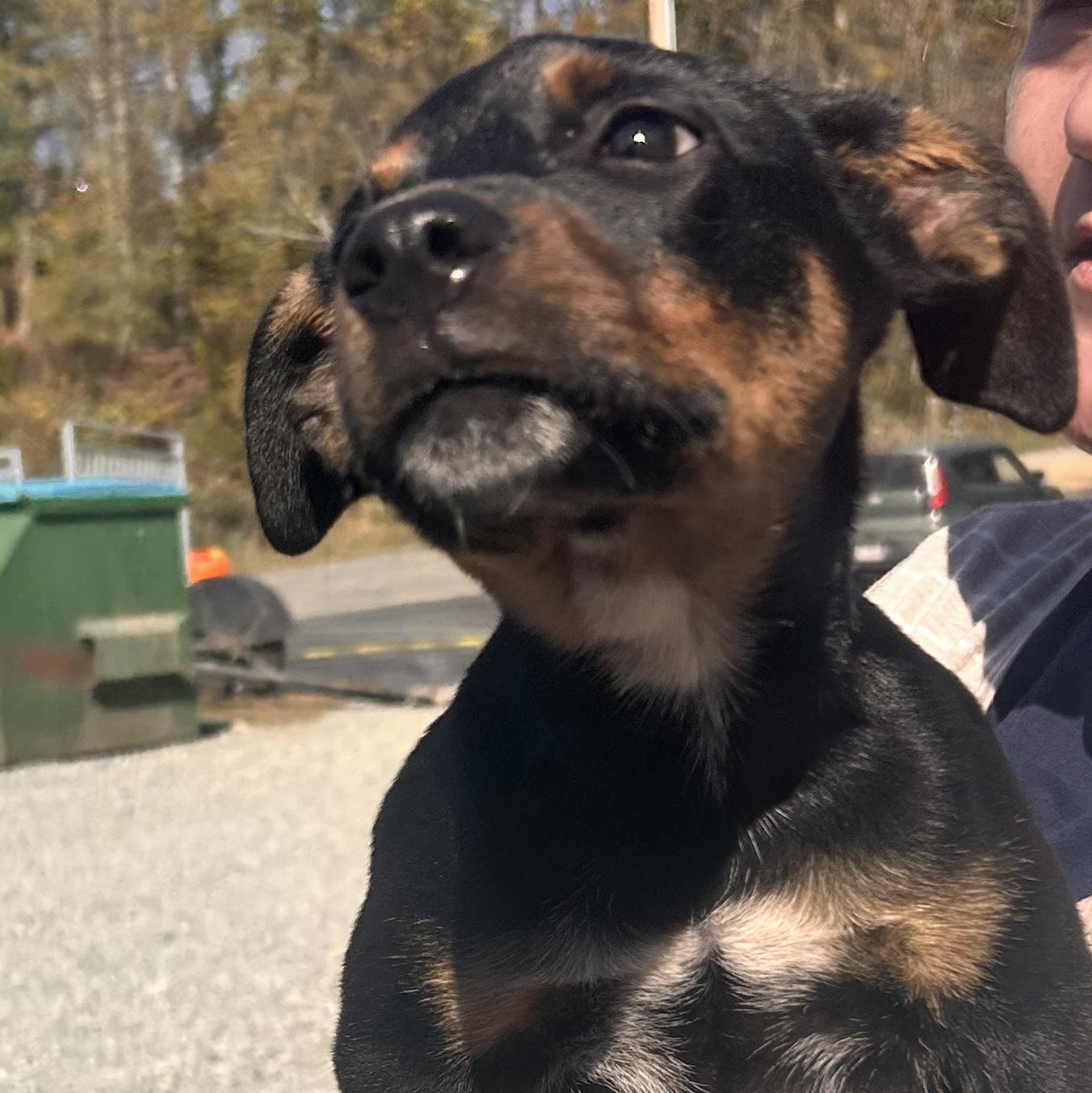 Clover, a Adoptable Mixed Breed in Marshall, NC image 1/2