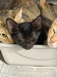 Enlarge Fitz, a ADOPTABLE Domestic Short Hair in Heathsville, VA image 1/1