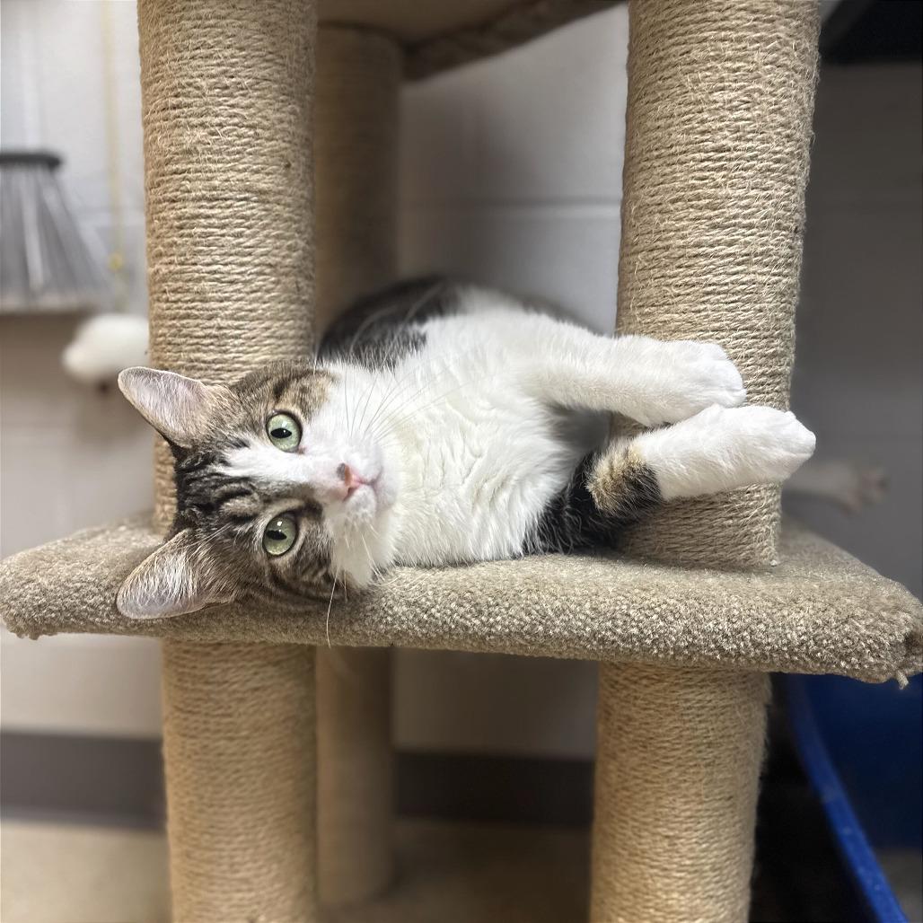 Bella (Isabella), Adoptable, Adult Female Domestic Short Hair.