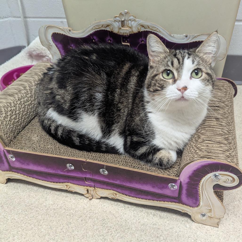 Enlarge Bella (Isabella), a Adoptable Domestic Short Hair in Evansville, IN image 2/6