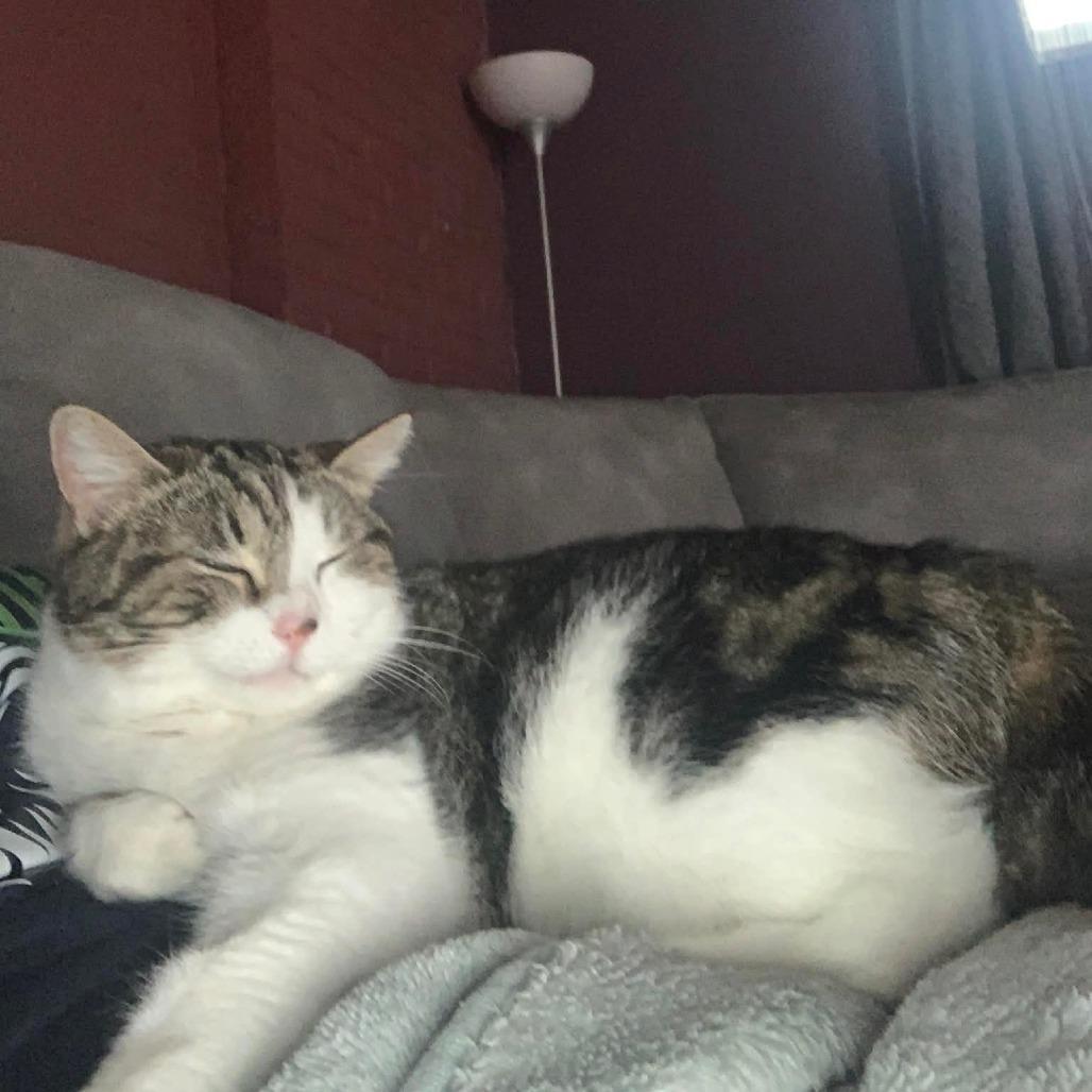 Bella (Isabella), Adoptable, Adult Female Domestic Short Hair.