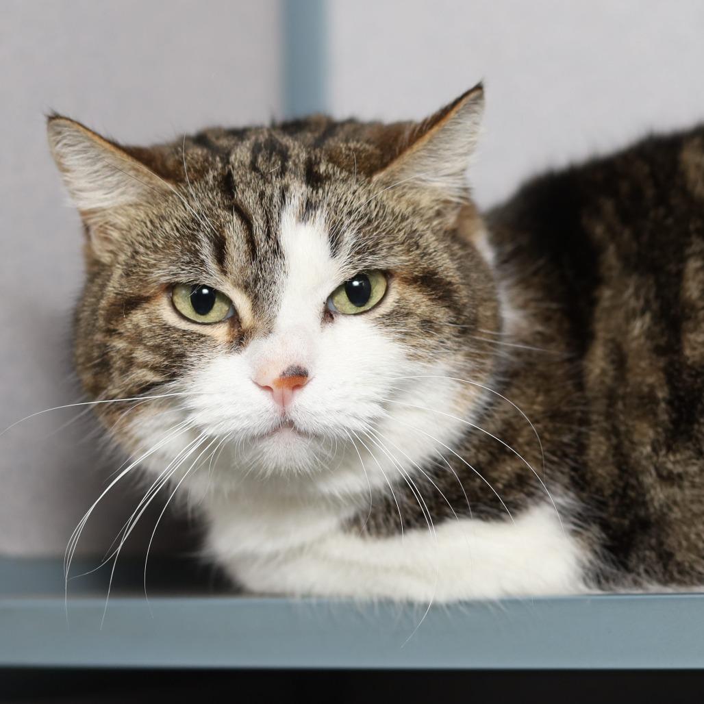Bella (Isabella), a Adoptable Domestic Short Hair in Evansville, IN image 2/6