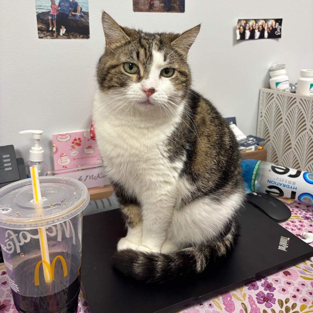 Bella (Isabella), a Adoptable Domestic Short Hair in Evansville, IN image 3/6