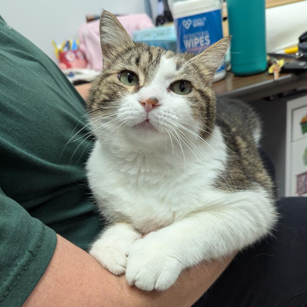 Bella (Isabella), a Adoptable Domestic Short Hair in Evansville, IN image 4/6