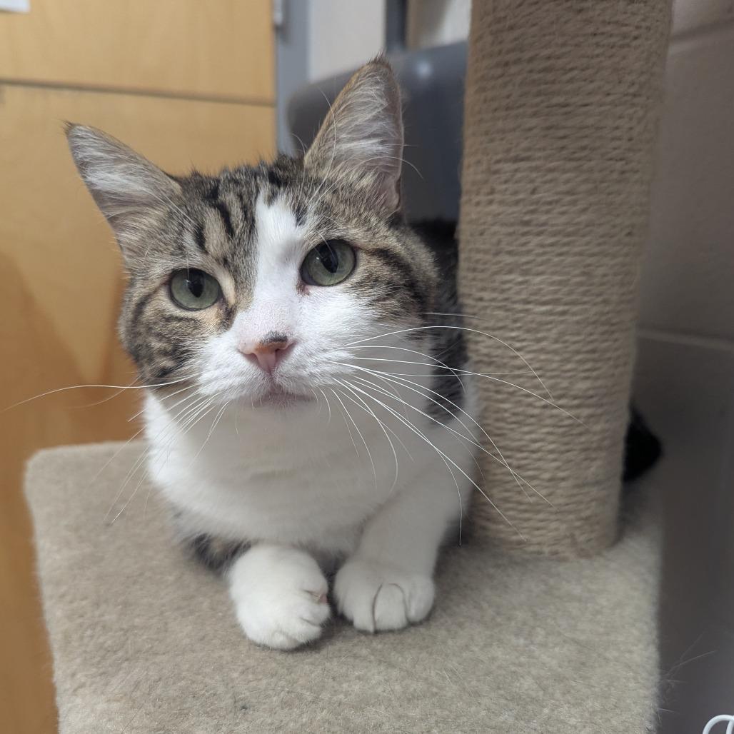 Enlarge Bella (Isabella), a Adoptable Domestic Short Hair in Evansville, IN image 6/6