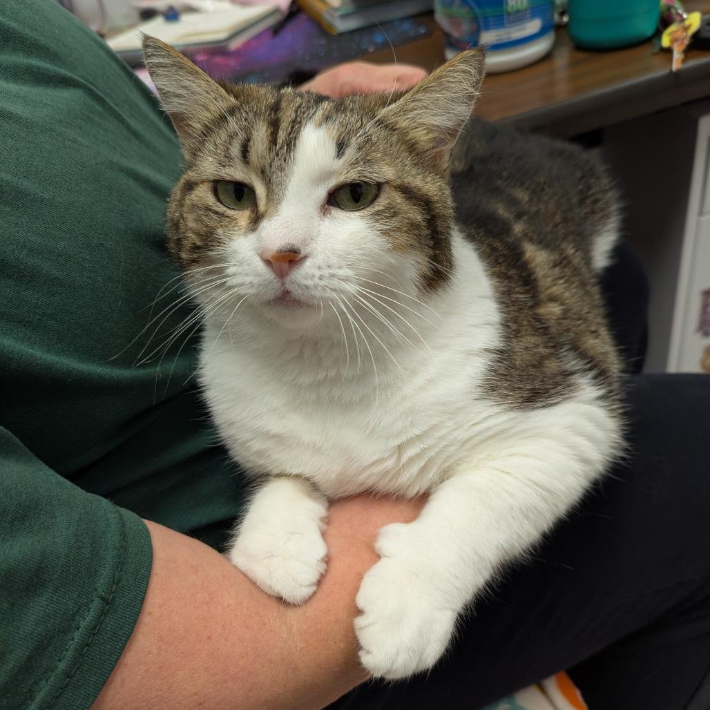 Bella (Isabella), a Adoptable Domestic Short Hair in Evansville, IN image 5/6