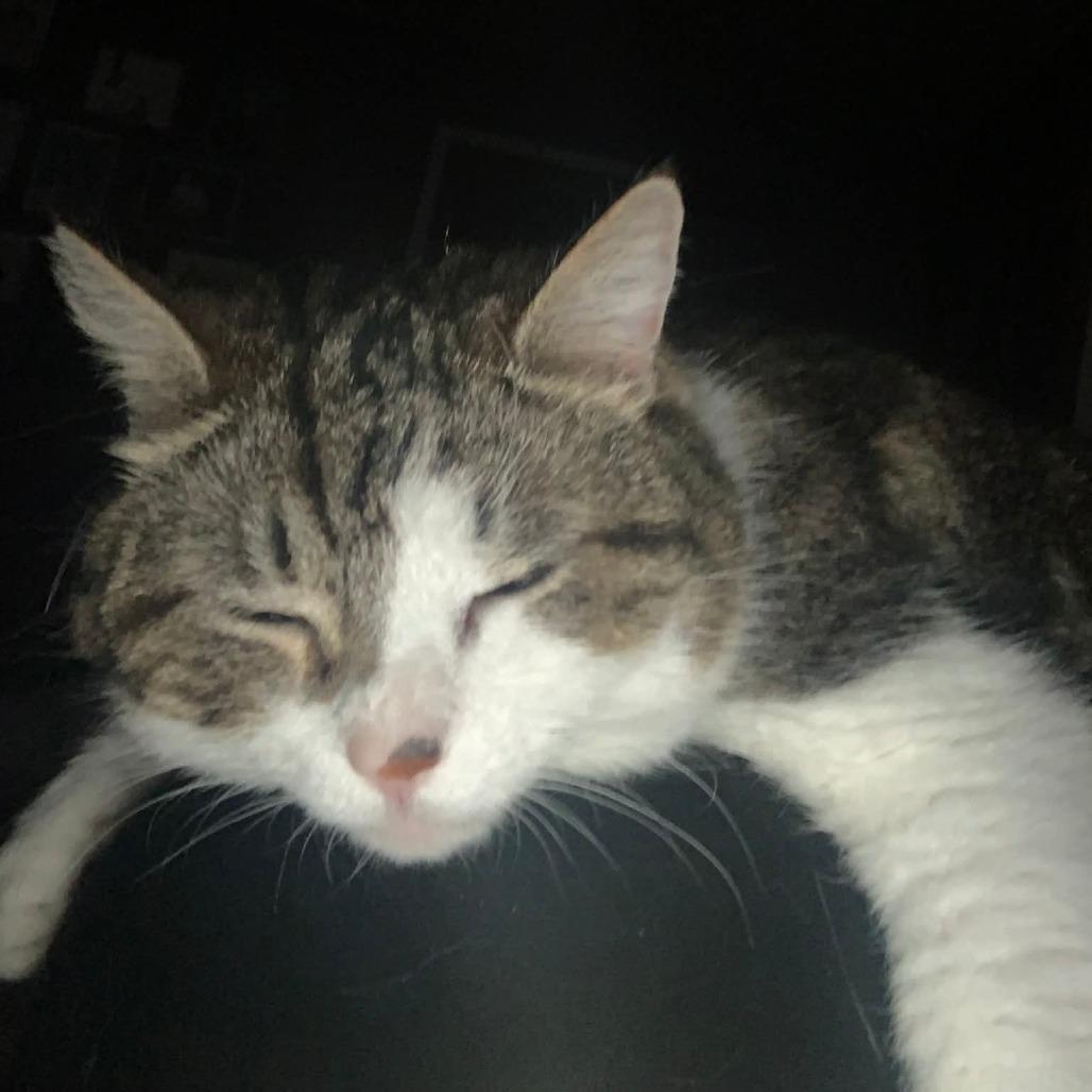 Bella (Isabella), a Adoptable Domestic Short Hair in Evansville, IN image 6/6
