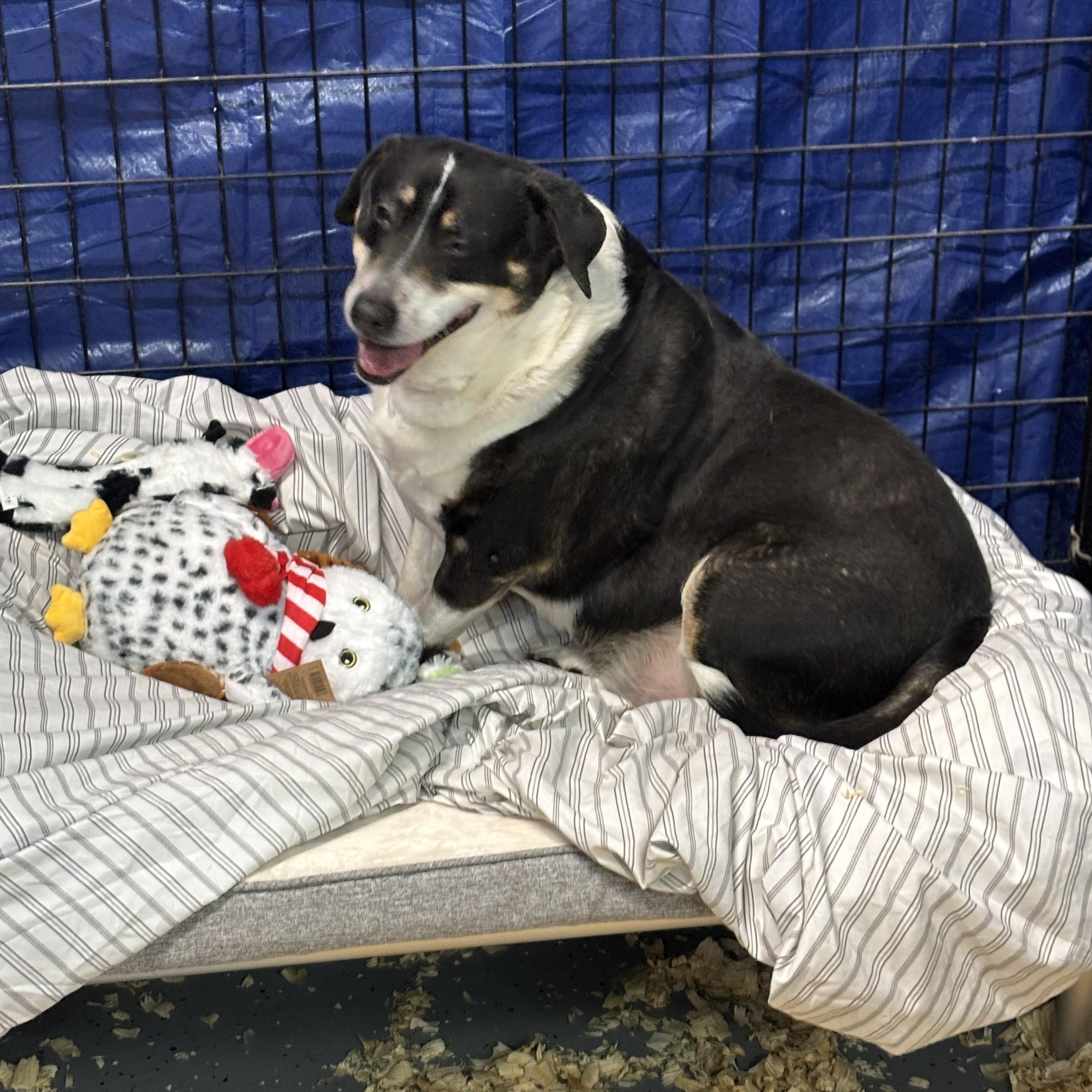 Enlarge Blitzen, a ADOPTABLE mixed breed in Oak Park, MI image 2/2