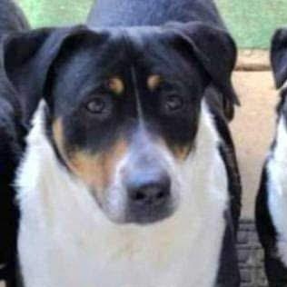 Blitzen, ADOPTABLE, Adult Male Mixed Breed.