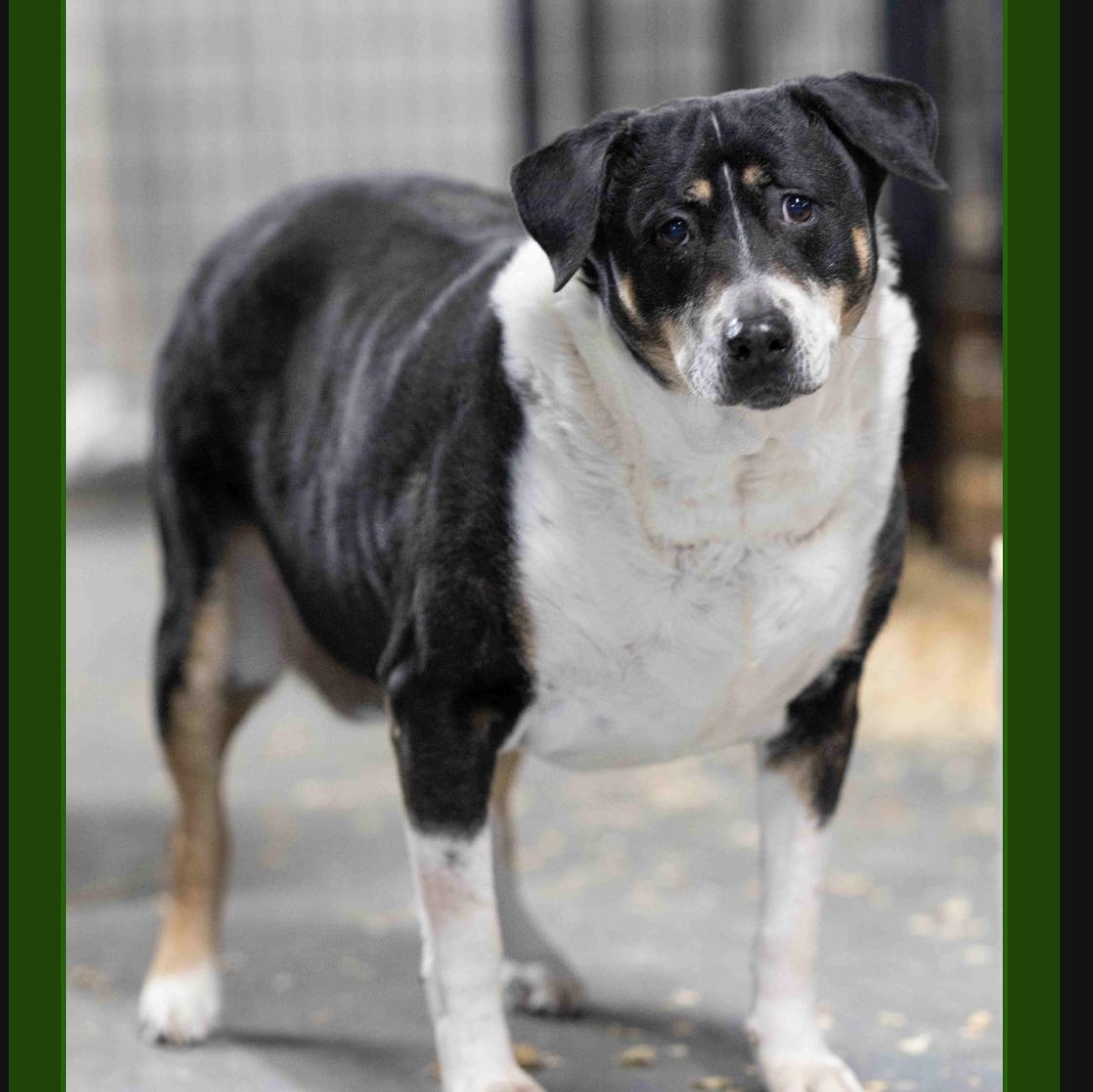 Enlarge Blitzen, a ADOPTABLE mixed breed in Oak Park, MI image 1/2