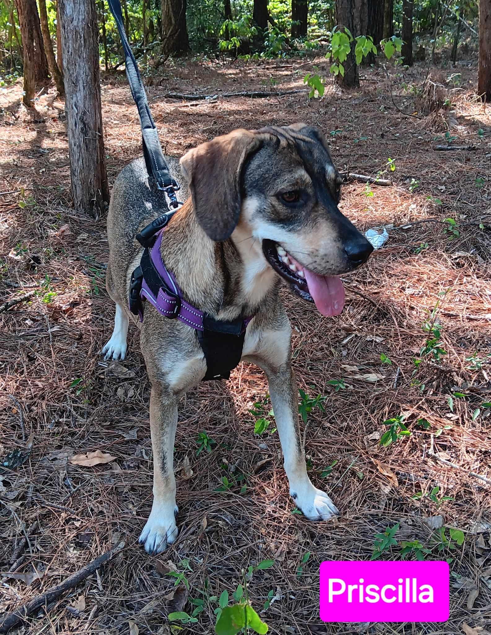 Priscilla, Adoptable, Young Female Mixed Breed.