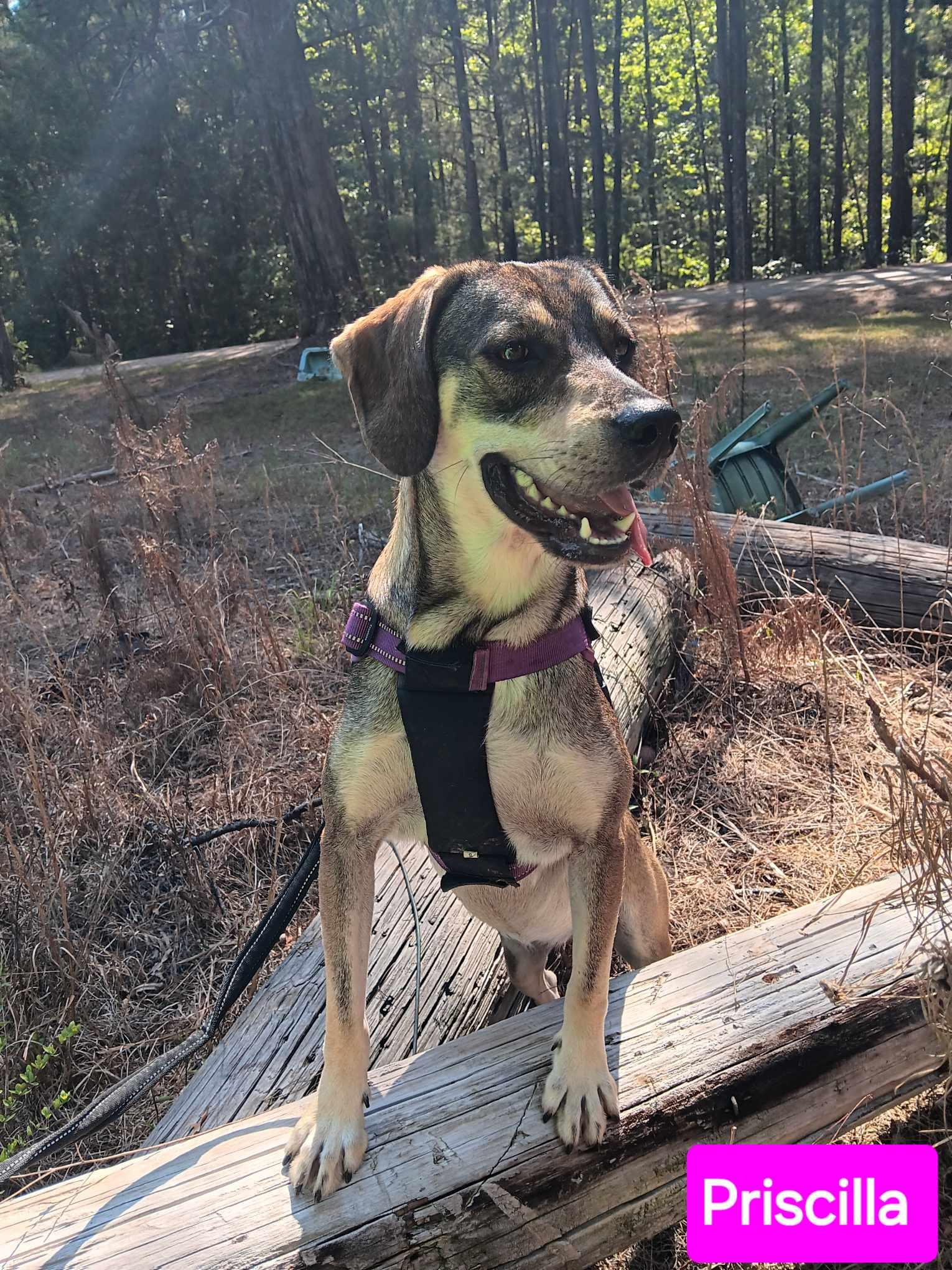 Enlarge Priscilla, a Adoptable Mixed Breed in Farmerville, LA image 3/3