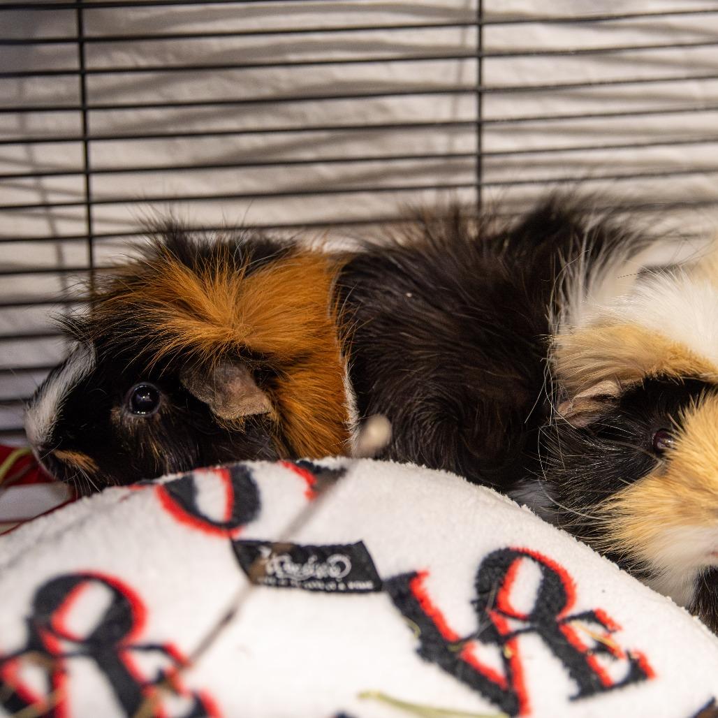 Remi *Bonded w/ Emile + Fred*, Adoptable, Adult Male Peruvian.