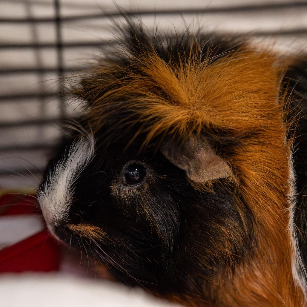 Remi *Bonded w/ Emile + Fred*, a Adoptable Peruvian in Kennebunk, ME image 2/6