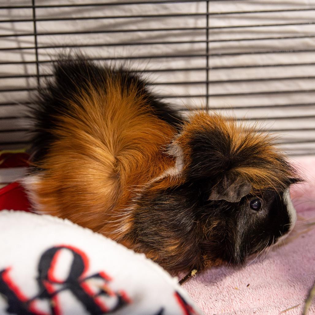 Remi *Bonded w/ Emile + Fred*, a Adoptable Peruvian in Kennebunk, ME image 3/6