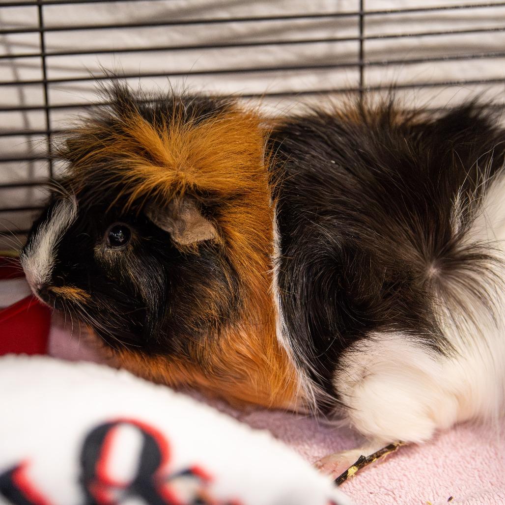 Remi *Bonded w/ Emile + Fred*, a Adoptable Peruvian in Kennebunk, ME image 4/6