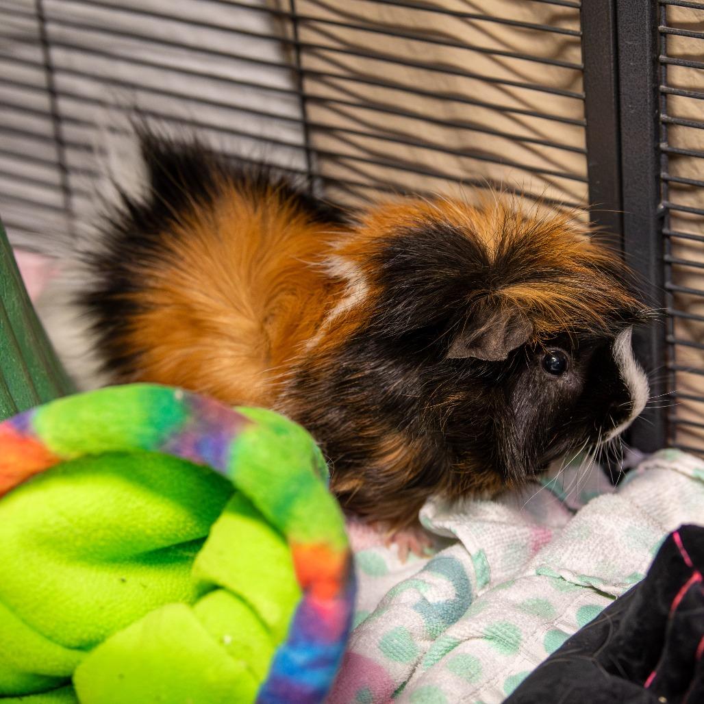 Remi *Bonded w/ Emile + Fred*, a Adoptable Peruvian in Kennebunk, ME image 5/6