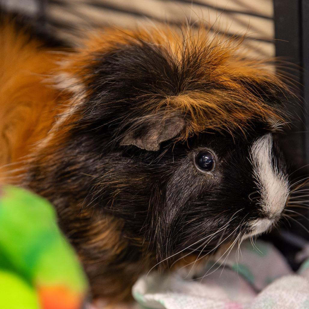 Remi *Bonded w/ Emile + Fred*, a Adoptable Peruvian in Kennebunk, ME image 6/6