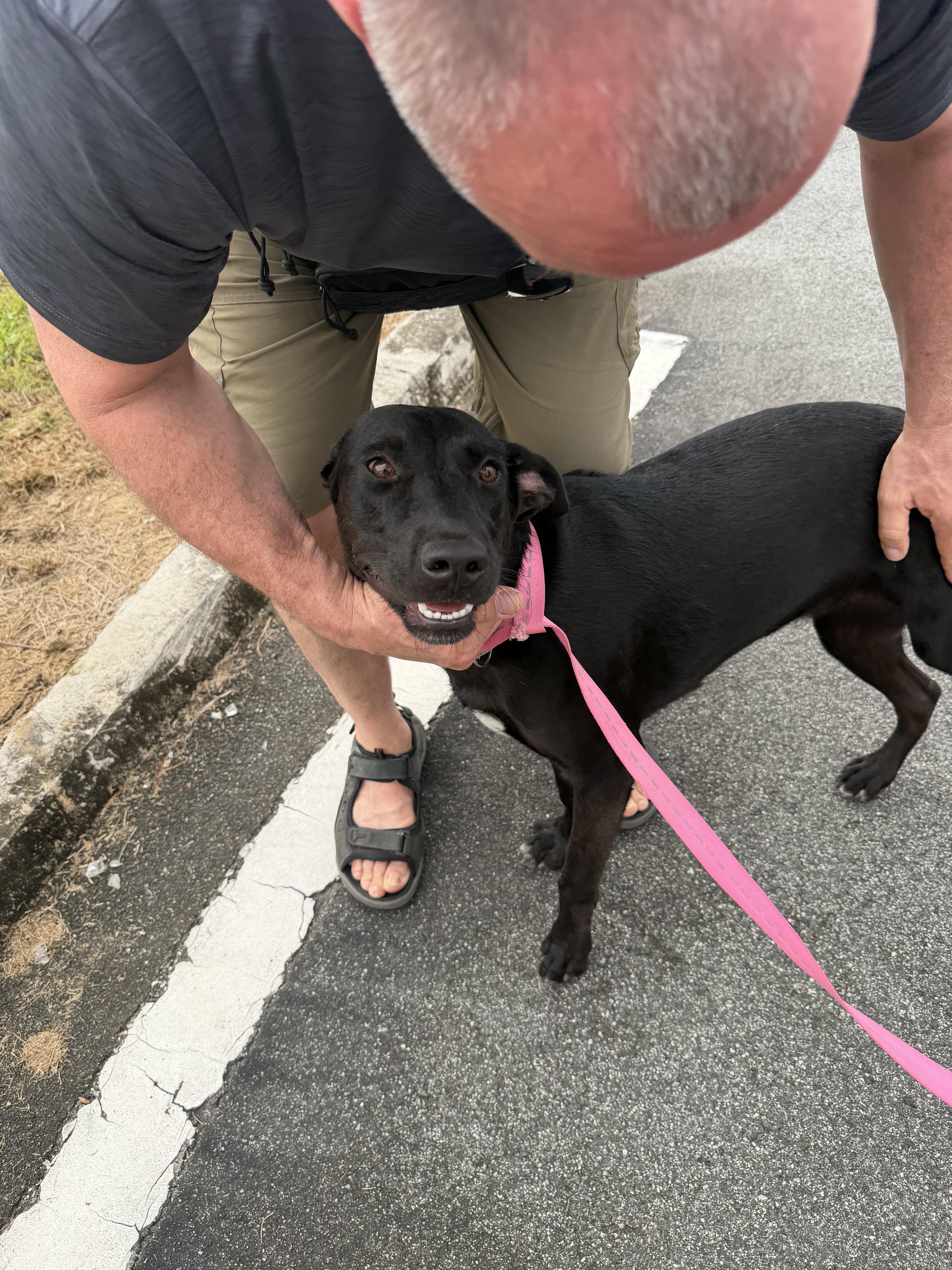 Enlarge Luna, a Adoptable mixed breed in Ridgefield, CT image 4/5