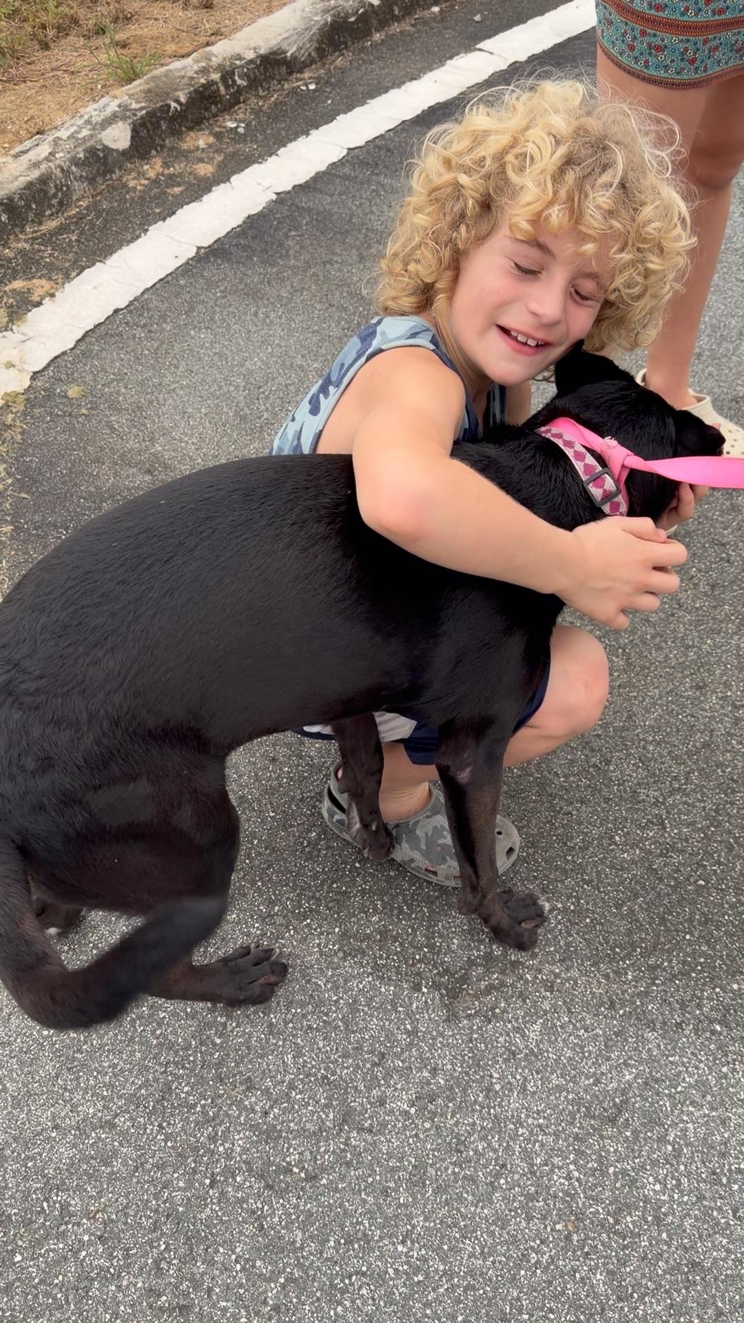 Enlarge Luna, a Adoptable mixed breed in Ridgefield, CT image 1/5