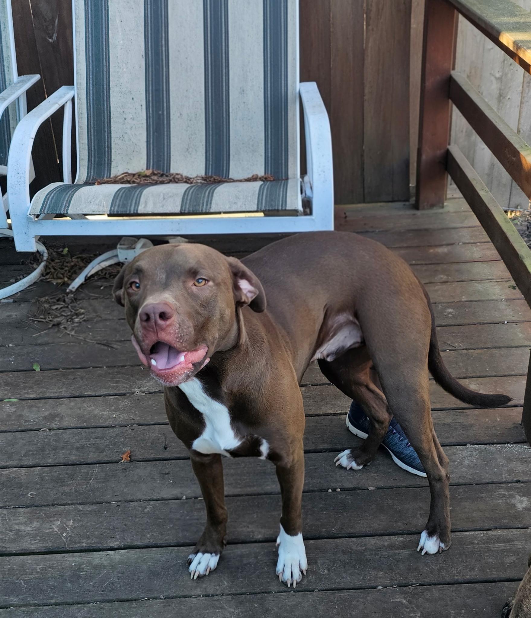 Enlarge Charlie , an adopted Pit Bull Terrier in Muskogee, OK image 3/3