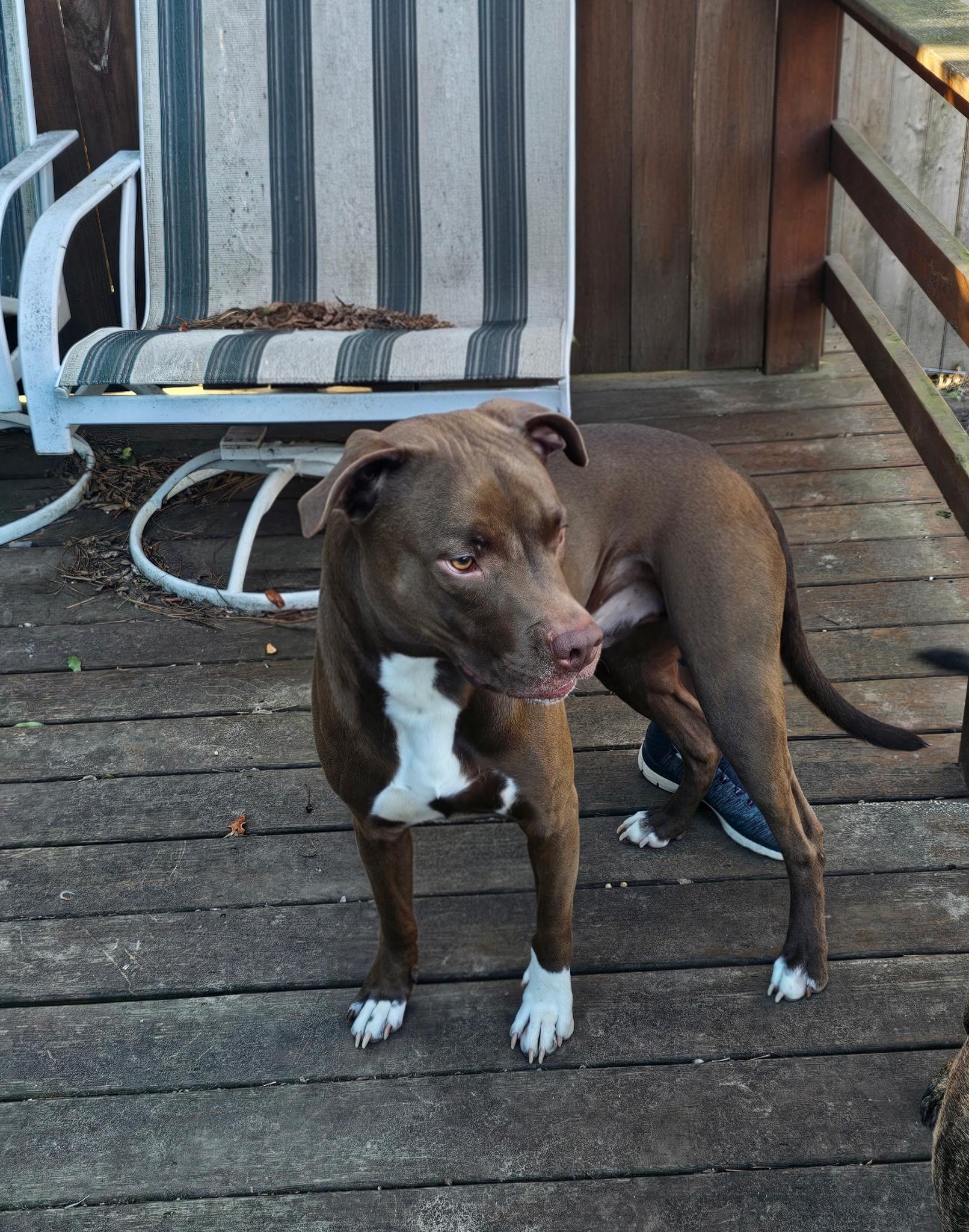 Enlarge Charlie , an adopted Pit Bull Terrier in Muskogee, OK image 2/3