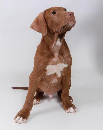 Enlarge 18 Wheeler, a Adoptable Pit Bull Terrier in Harvey , LA image 1/1